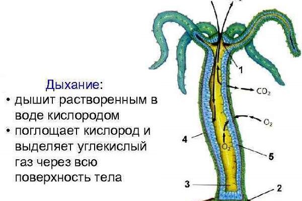 Кракен тг ссылка