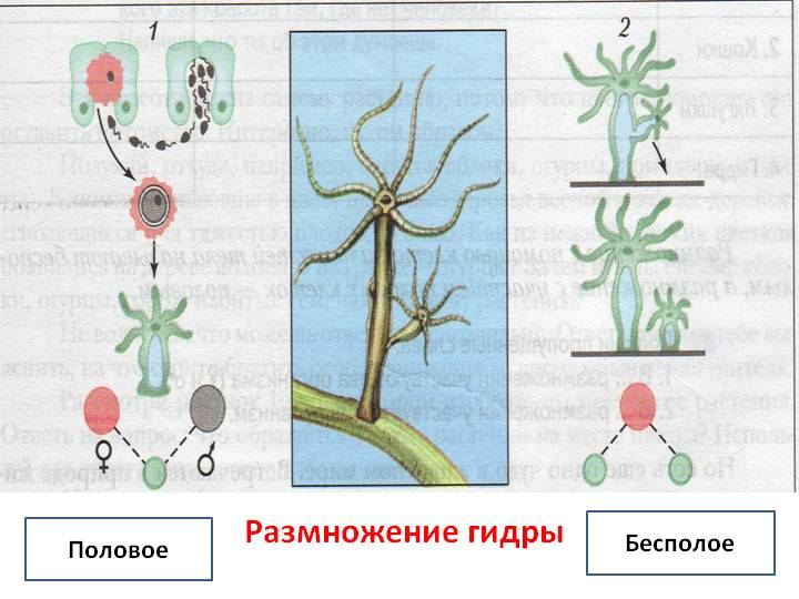 Ссылка на кракен 2024